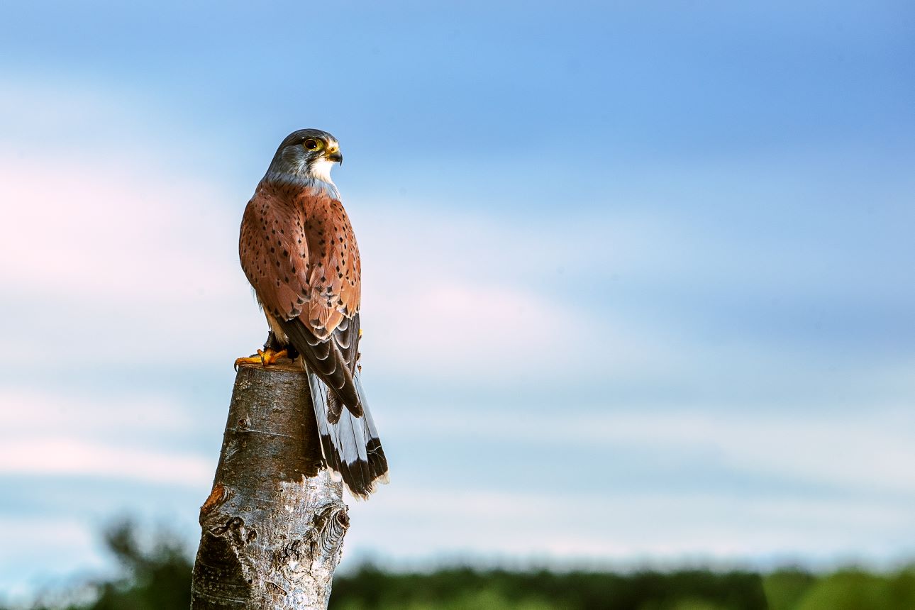 Eurasian Kestrel perched in a tree during a Falconry Experience Derbyshire