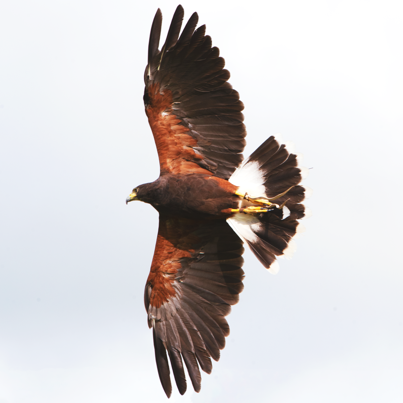 Harris Hawk in a bird of prey display