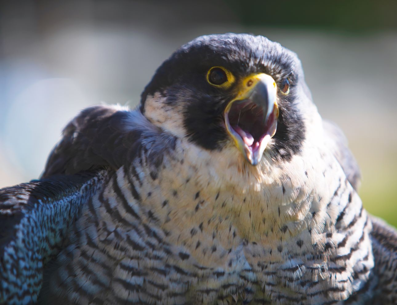 Peregrine falcon used in falconry pest control