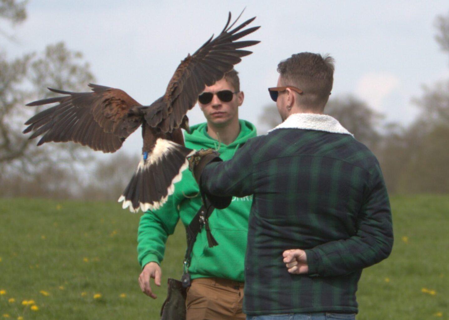 Mercer Falconry - Falconry Experiences Nottinghamshire