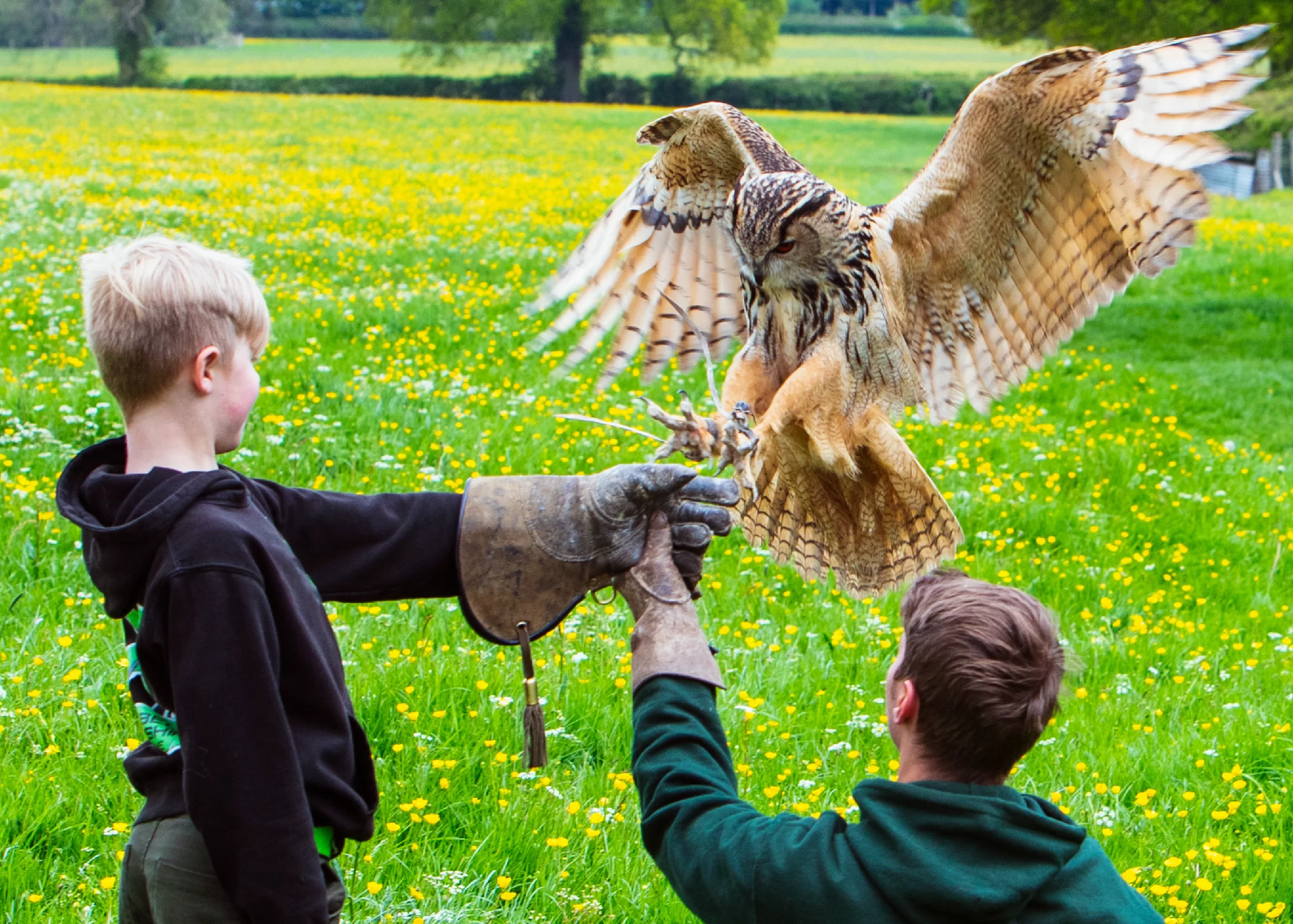 Child flying an owl on a bird of prey experience