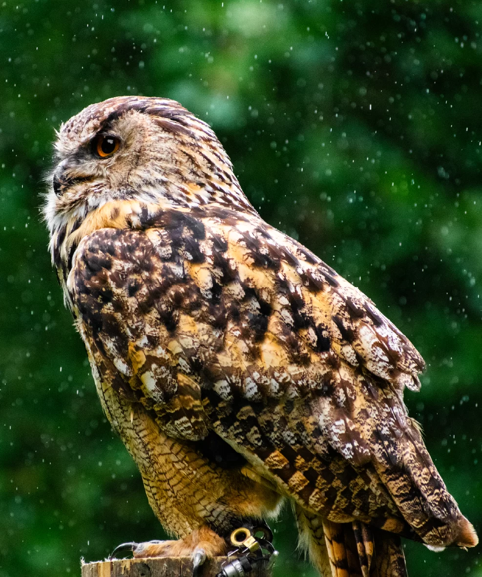 Eurasian Eagle Owl on a Falconry Experience Nottinghamshire UK