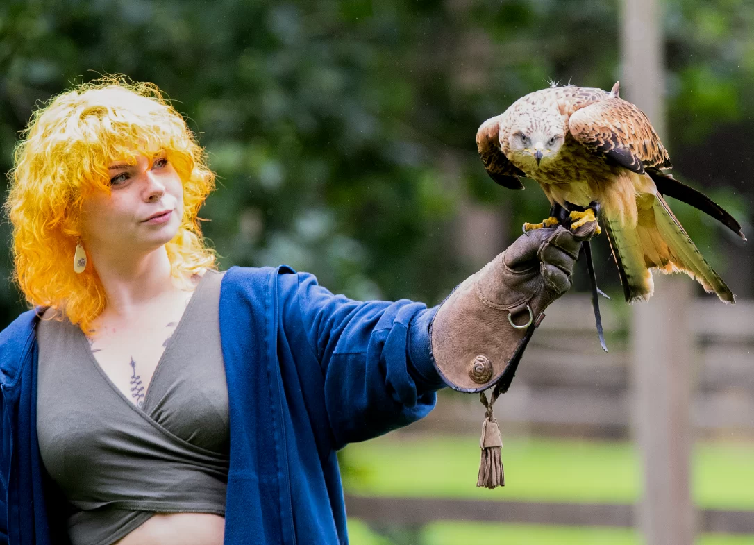 Red kite on a bird of prey experience